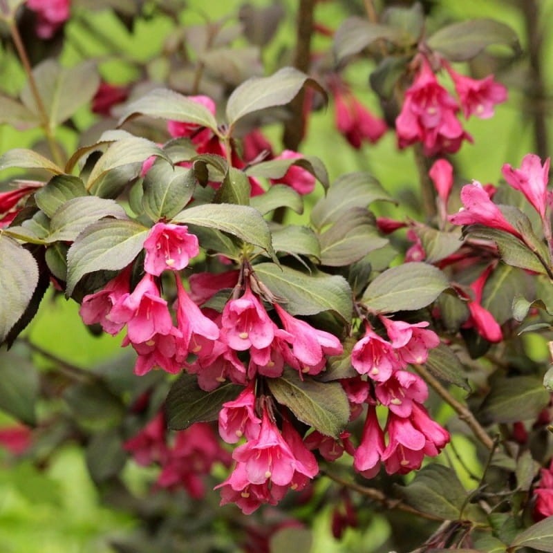 Krzewuszka Victoria RED PRINCE 4