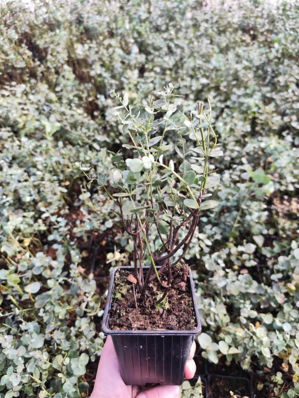 5c3c71d64b2eae2a6212660dfa6a.jpeg
