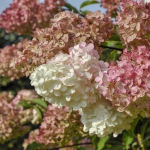 syrenhortensia-magical-candle-30-70-cm-hydrangea-paniculata-magical-candle.jpg