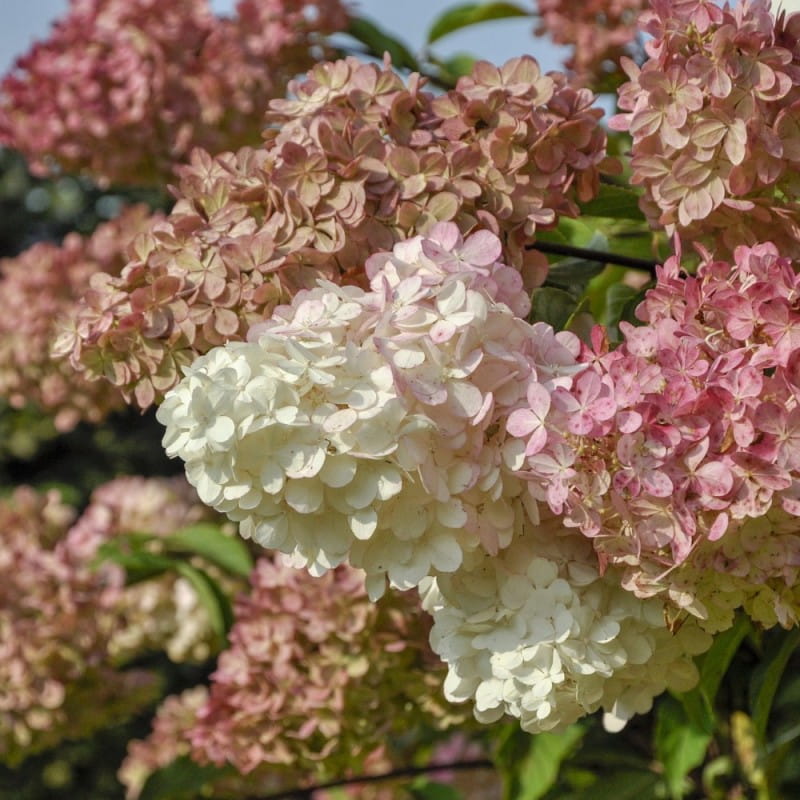 syrenhortensia-magical-candle-30-70-cm-hydrangea-paniculata-magical-candle.jpg