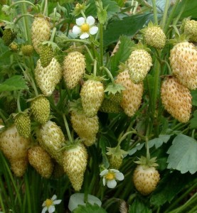 large_fragaria-vesca-yellow-wonder-1.jpg