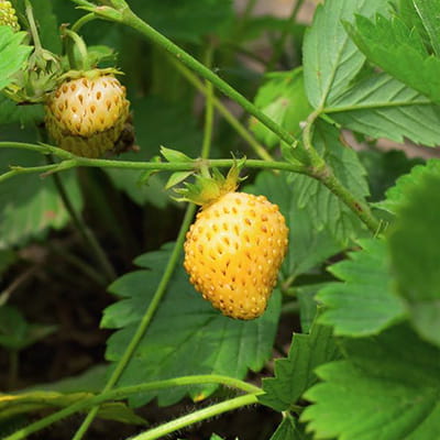 bosaardbei-geel-Fragaria-vesca-var_Yellow_Wonder.jpg