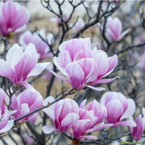 pink-blooms.jpg