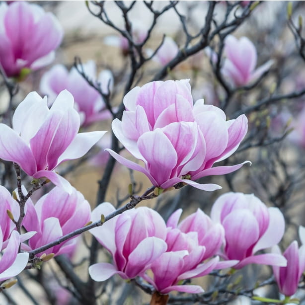 pink-blooms.jpg