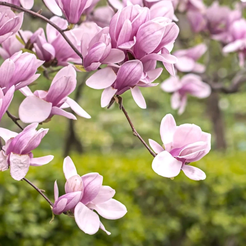 saucer-magnolia-tree-02.jpg