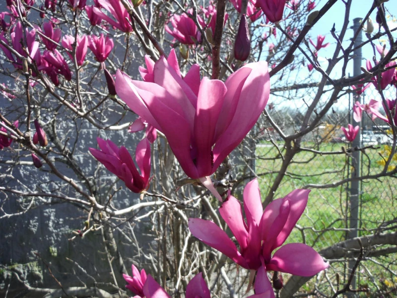 pink_flowers_by_leatherzebra_da5h2rd-fullview.jpg