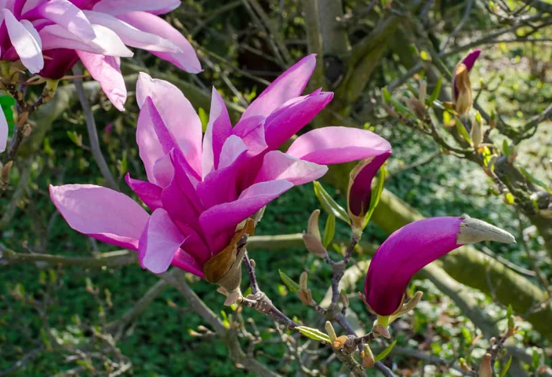 Magnolia-‘Betty.jpg