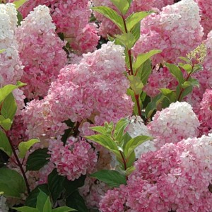 hortensie-vanille-fraise-blueten-close-up.jpg