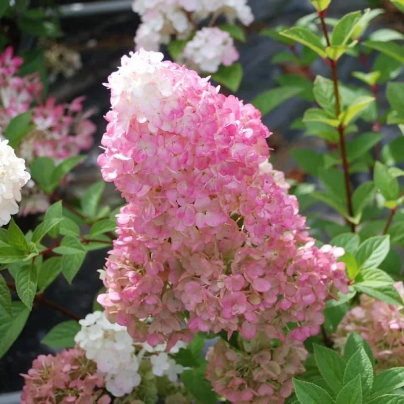Hydrangea-Sundae-Fraise.jpg