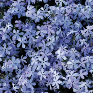 Phlox_divaricate_Clouds_of_Perfume_0016744__21225.webp