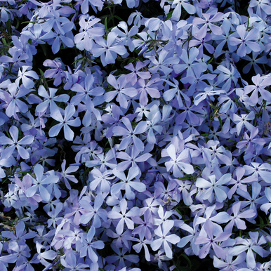 Phlox_divaricate_Clouds_of_Perfume_0016744__21225.webp