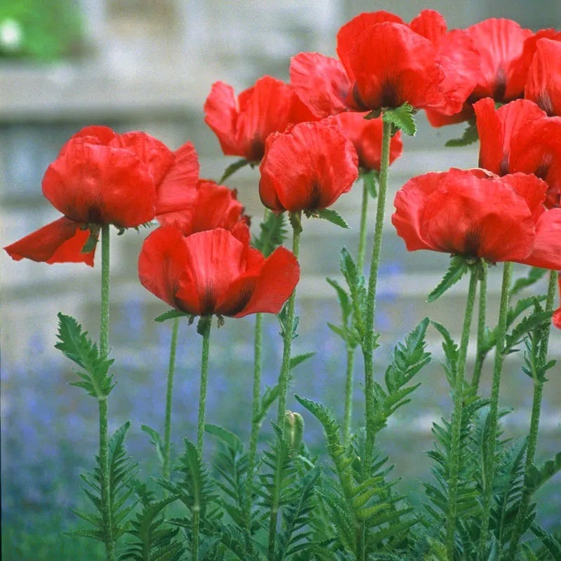papaver_beauty_of_livermere_cropped_3.jpg