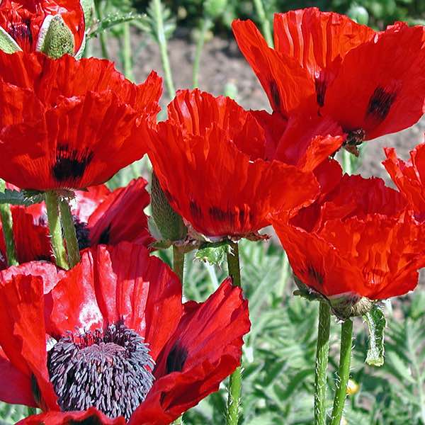 poppy-oriental-beauty-of-livermere.jpg