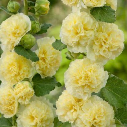 chaters-yellow-416x416.jpg