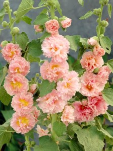 Alcaea_rosea_Chaters_Double_Apricot-2_500x.jpg