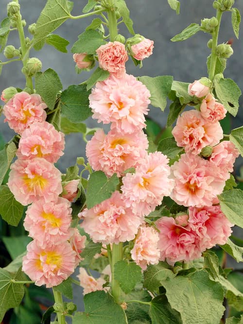 Alcaea_rosea_Chaters_Double_Apricot-2_500x.jpg