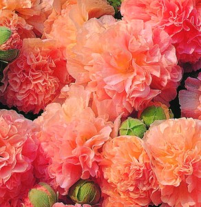 Alcea-Chaters-Double-Apricot.jpg