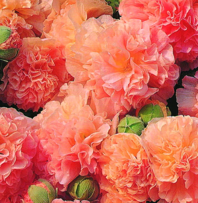Alcea-Chaters-Double-Apricot.jpg