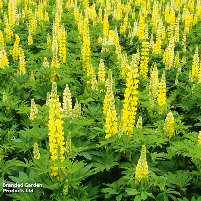 LUPI_YELLOW_S56675.jpg