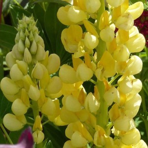 Lupin-Gallery-Yellow-83098-2.jpg
