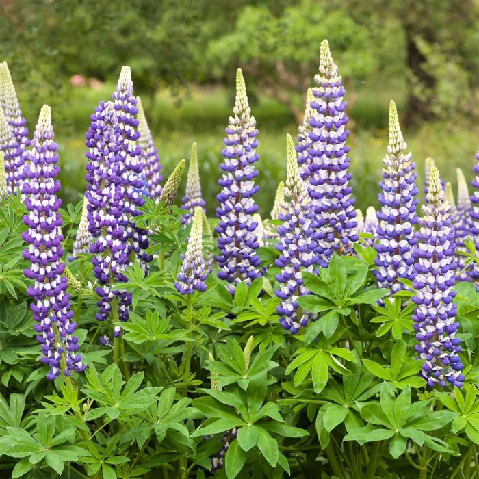 lupinus-governor-3.jpg