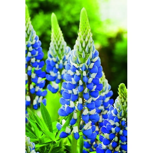 lupin-russell-the-govenor-500x500.jpg