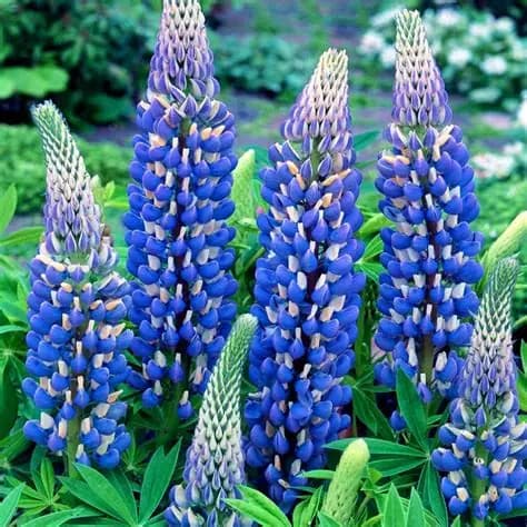 lupinus-governor-2 (1).jpg