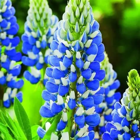 lupinus-governor.jpg