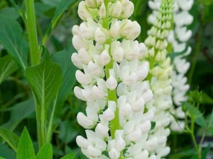 lupinus-noble-maiden-3.jpg