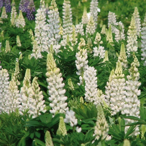 lupinus-noble-maiden-2.jpg