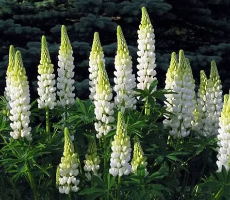 lupinus-noble-maiden.jpg