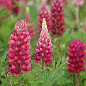 lupinus-red-1.jpg