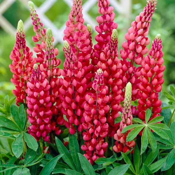 lupinus_gallery_red_ (1).jpg
