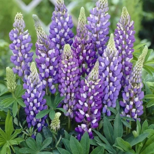 lupinus_blue_.webp