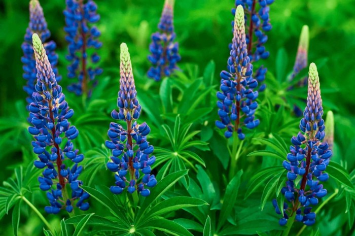 lupine-blue.jpg