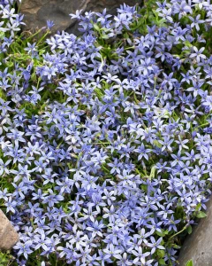 isotoma-fluviatilis-blue-2_x778_crop_center@2x.webp