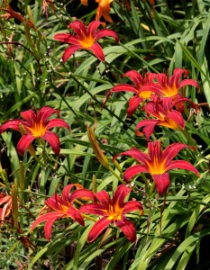 red-day-lilies-in-garden.jpg