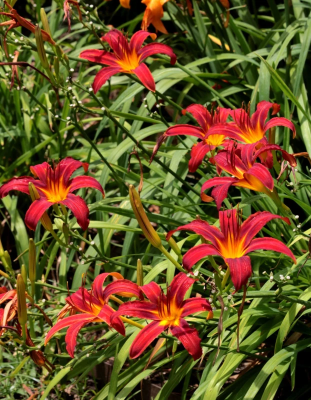 red-day-lilies-in-garden.jpg