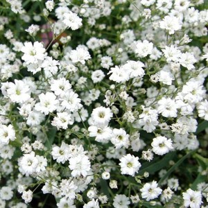 gypsophila-alba-repens-jardin-michel-corbeil.jpg