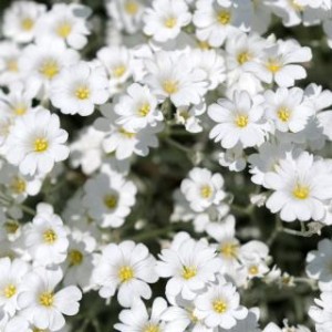 Gypsophile-blanc-rampant-Gypsophila-repens-Alba-copyright-907711-6.jpg