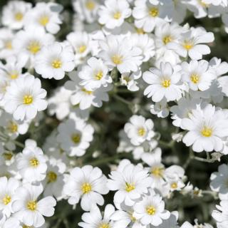 Gypsophile-blanc-rampant-Gypsophila-repens-Alba-copyright-907711-6.jpg
