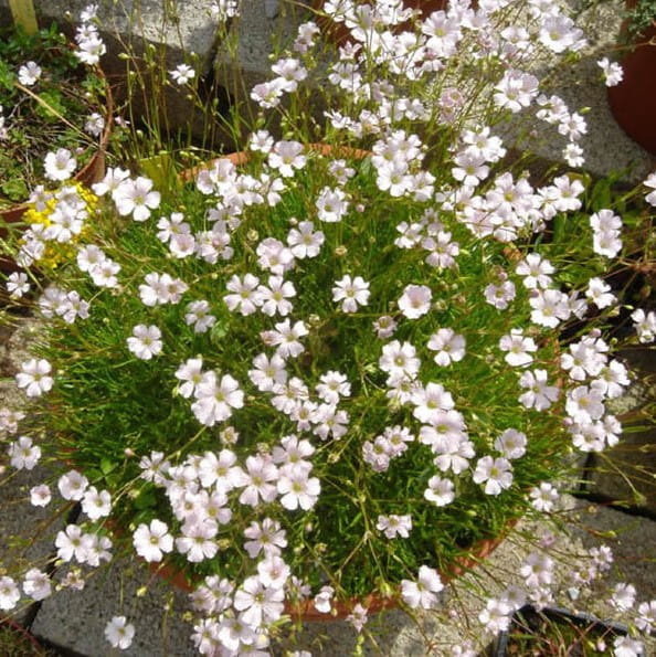 gypsophila-repens-alba-gypsophile-rampant-blanc.jpeg