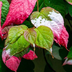aktinidia-dr-szymanowski-pstrolistna-obuplciowa-1l.jpg