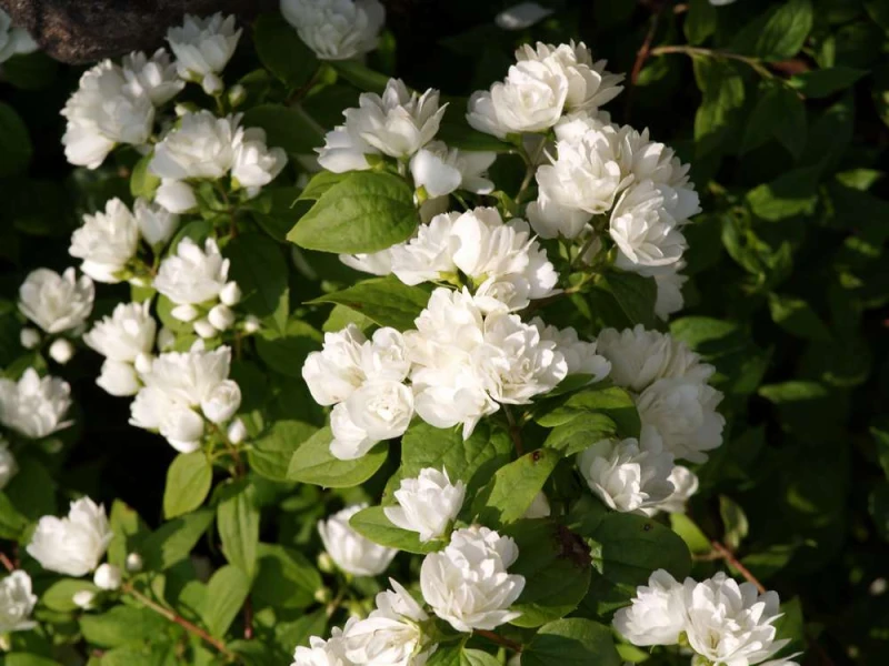 PHILMAH-Philadelphus-Manteau-Hermine-1.jpg