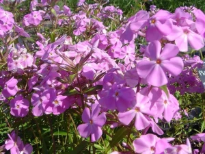 phlox-carolina-bill-baker1.jpg