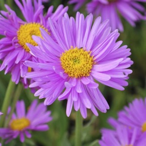 fd22994-0-wh.jpg