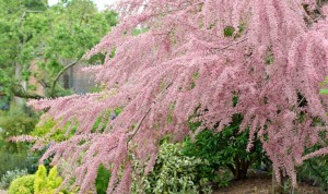 tamariske-tamarix-parviflora-01306206-florapress.jpg