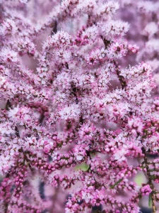 tamarix-parviflora-smallflower-tamarisk-pink-flowers-277654911.webp