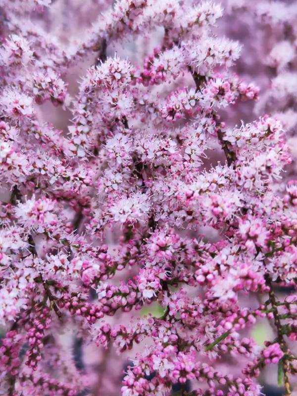 tamarix-parviflora-smallflower-tamarisk-pink-flowers-277654911.webp