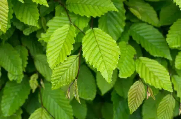 01-Carpinus-betulus-Blad.jpg.webp